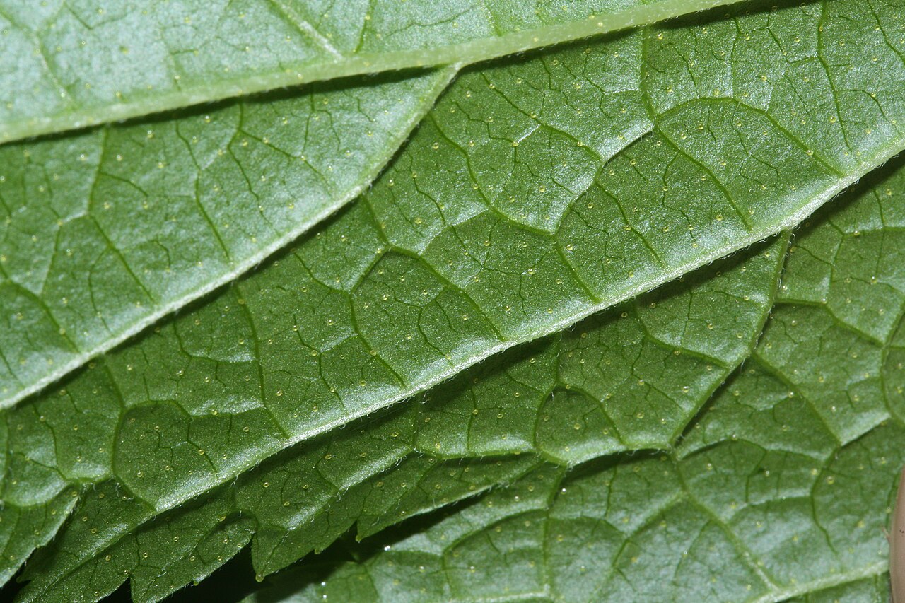 Stink currant: Stink Currant, California Black Currant; underside of leaf