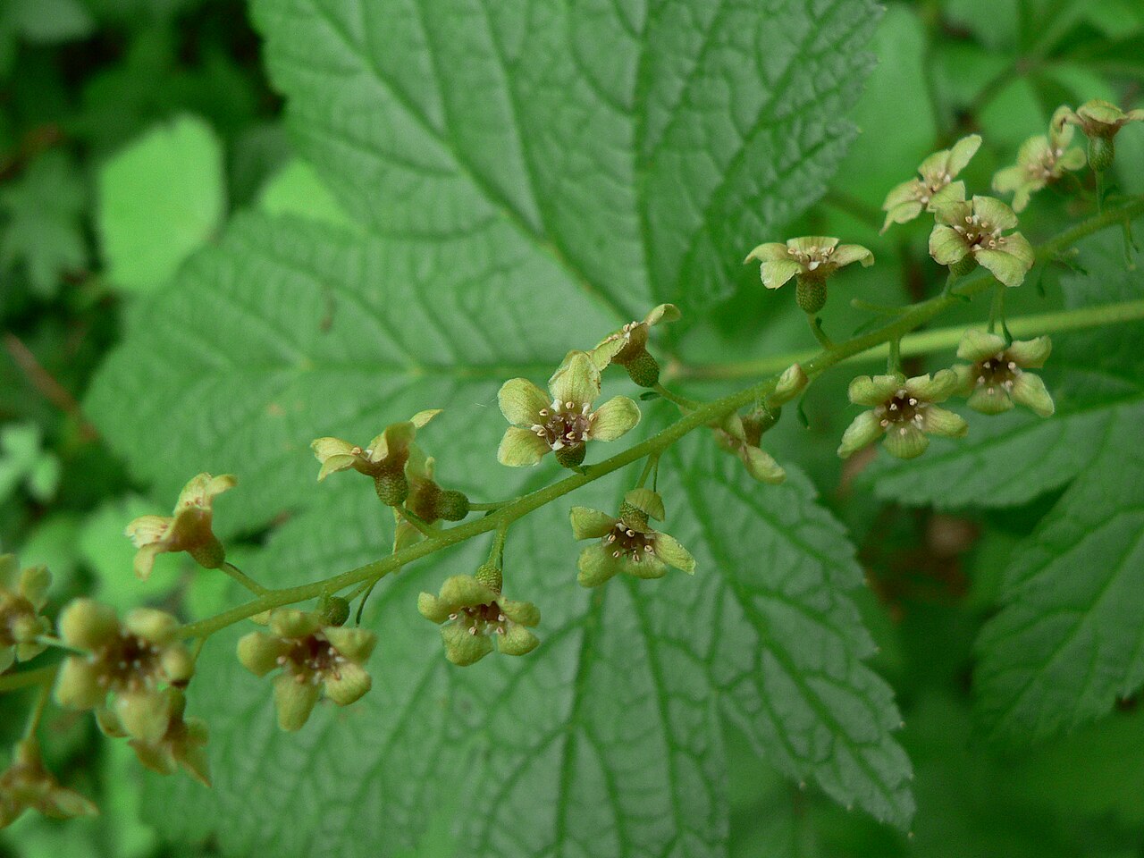 Stink currant: Stink Currant