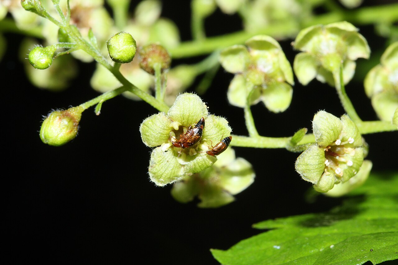 Stink currant: Stink Currant, California Black Currant