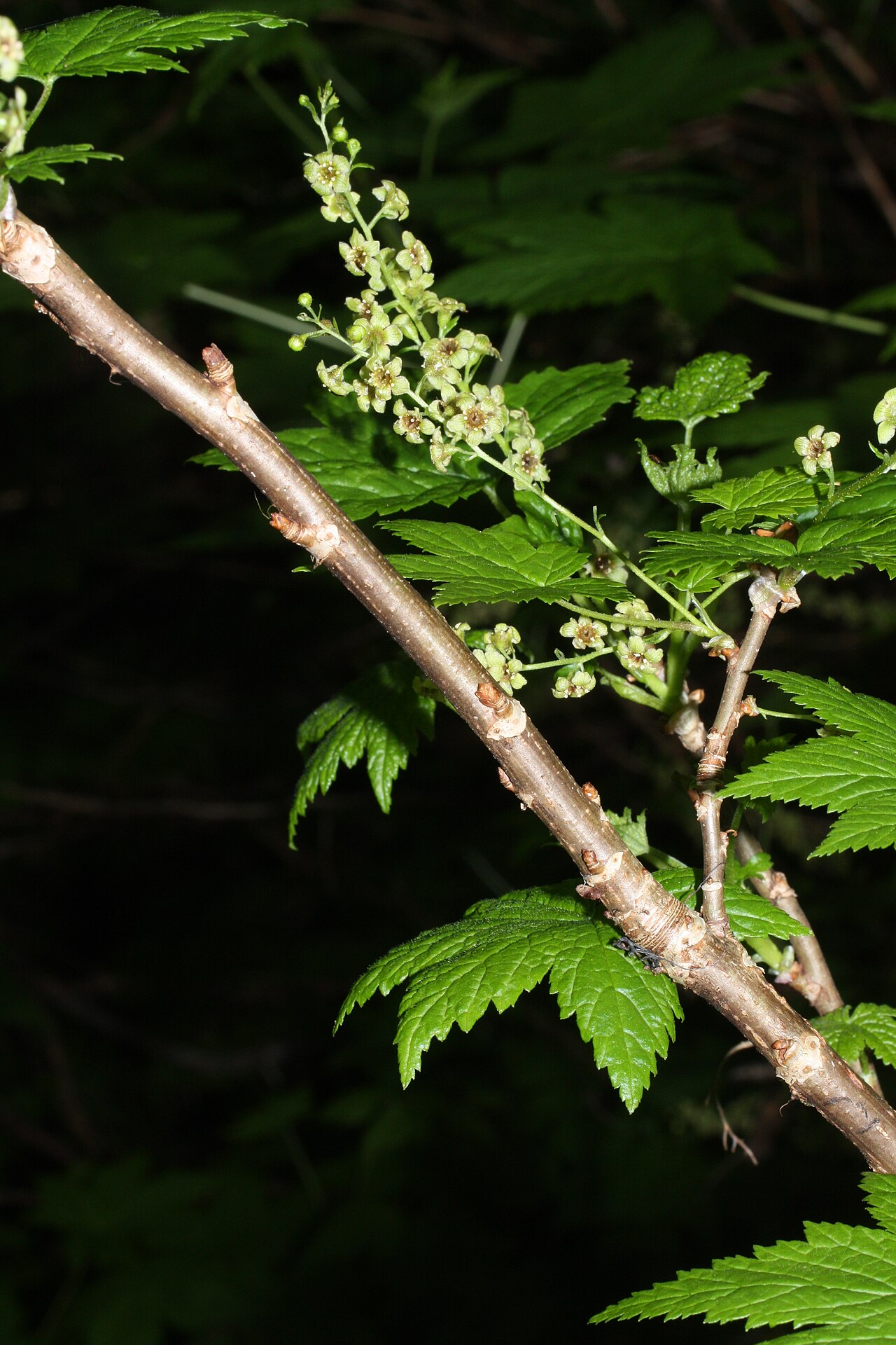 Stink currant: Stink Currant, California Black Currant