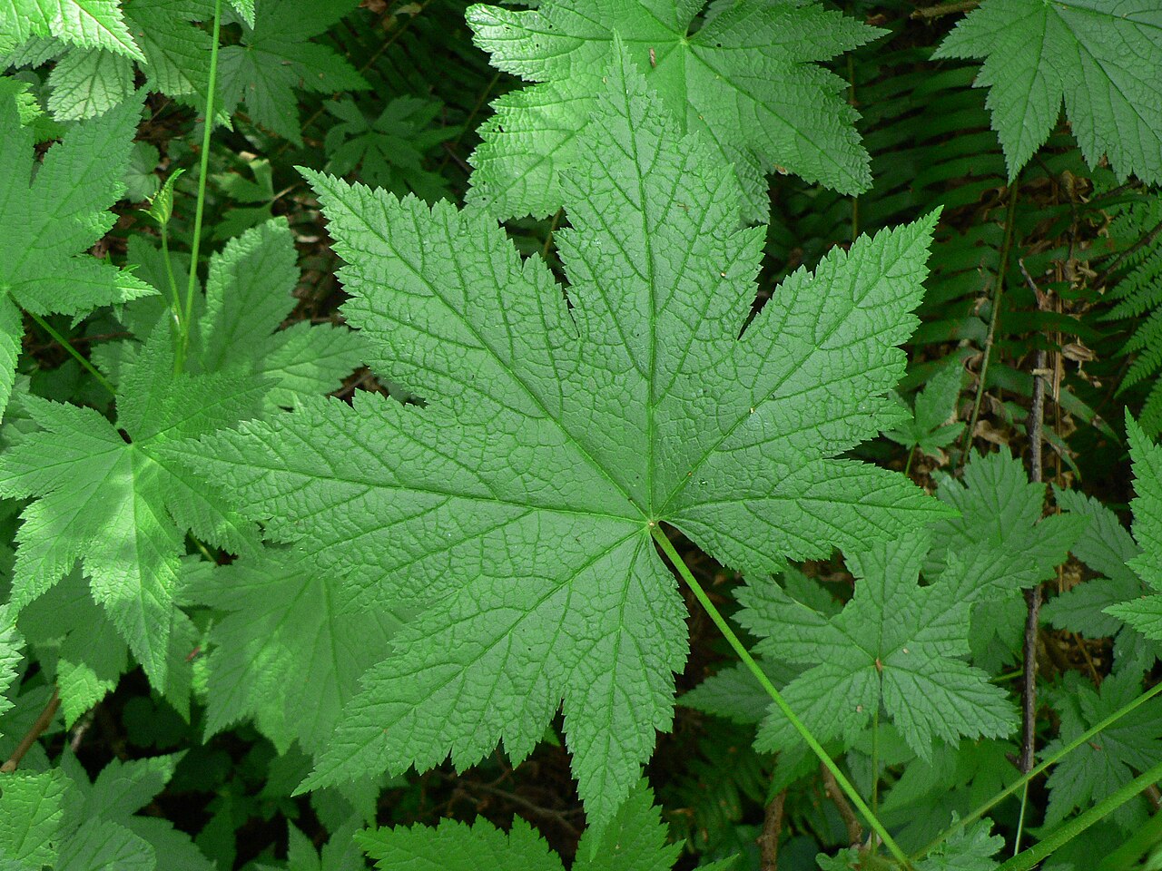 Stink currant: Stink Currant