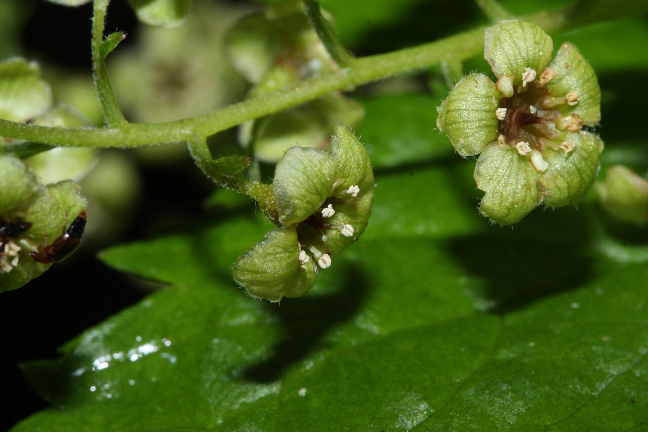 Stink currant: Stink Currant, California Black Currant