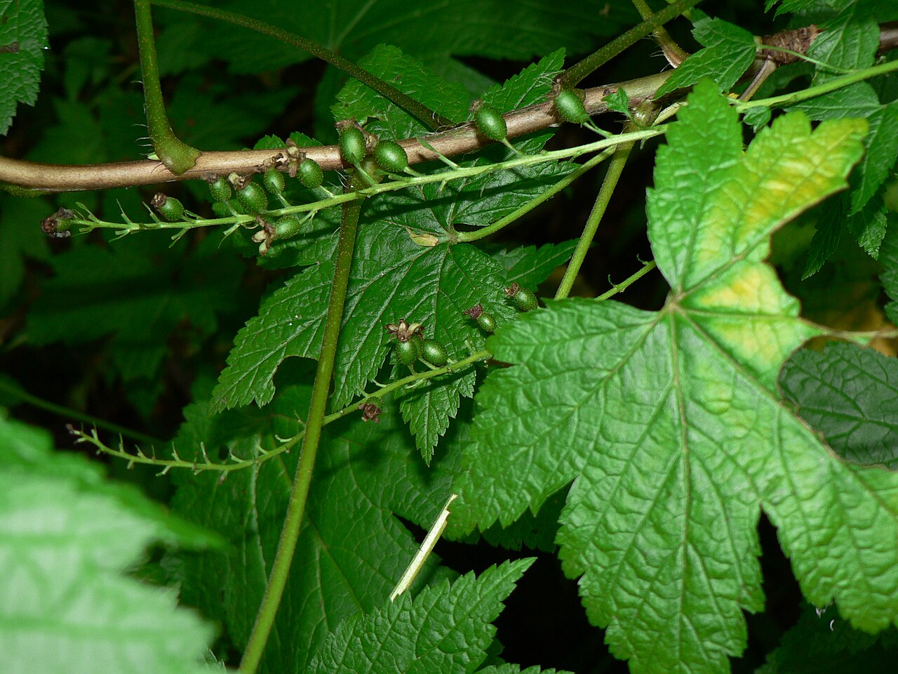 Stink currant: Stink Currant