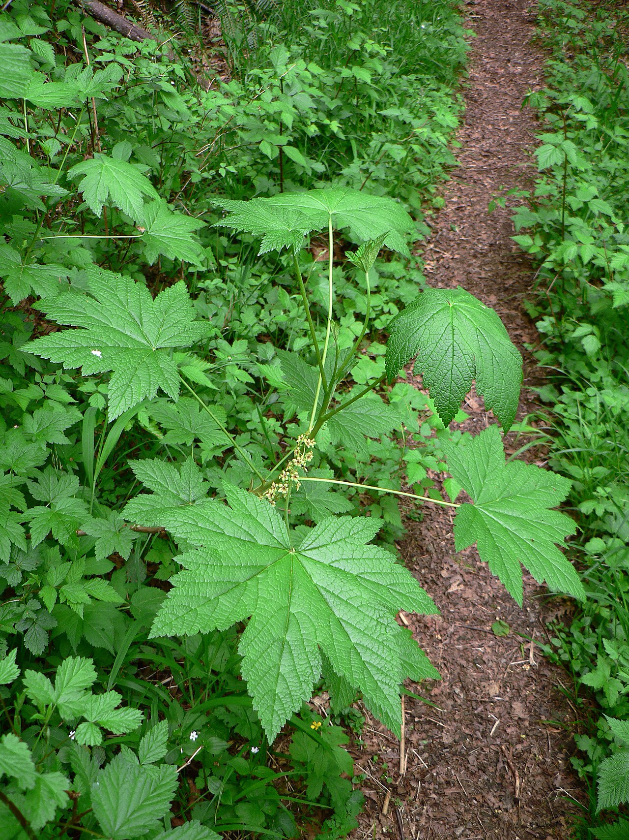 Stink currant: Stink Currant