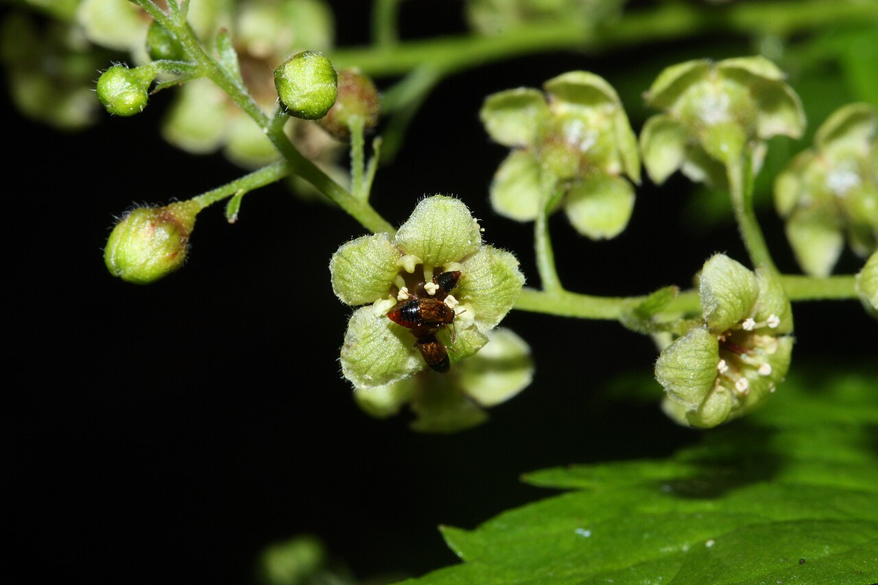 Stink currant: Stink Currant, California Black Currant