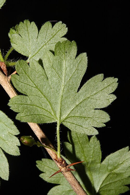 Spreading gooseberry: Spreading Gooseberry, Coast Black Gooseberry