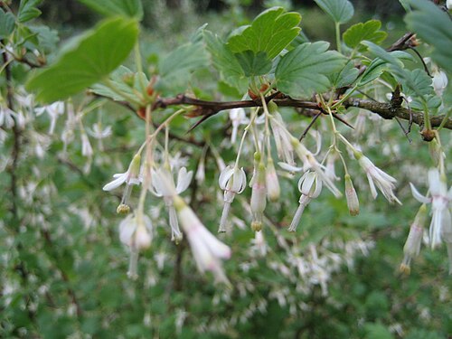Spreading gooseberry: Ribes divaricatum - Blüte - Bot. Garten Berlin Dahlem