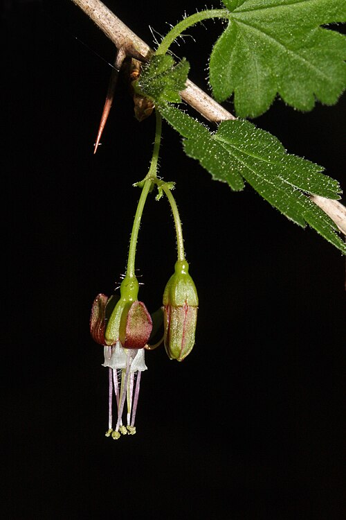 Spreading gooseberry: Spreading Gooseberry, Coast Black Gooseberry