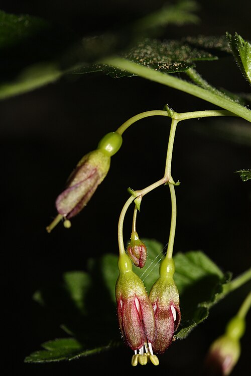 Spreading gooseberry: Spreading Gooseberry, Coast Black Gooseberry; auth. Dougl.