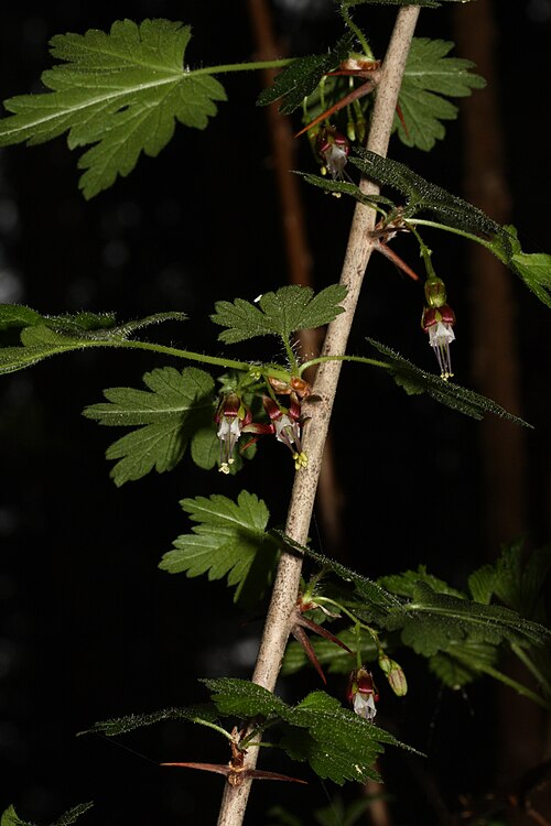 Spreading gooseberry: Spreading Gooseberry, Coast Black Gooseberry