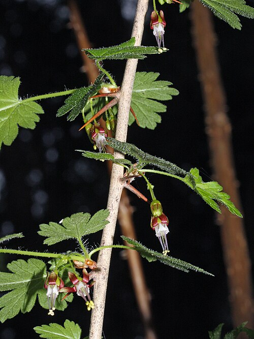 Spreading gooseberry: Spreading Gooseberry, Coast Black Gooseberry
