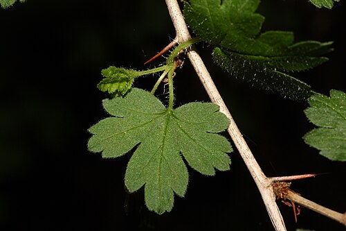 Spreading gooseberry: Spreading Gooseberry, Coast Black Gooseberry