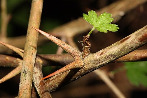 Spreading gooseberry: Spreading Gooseberry, Coast Black Gooseberry