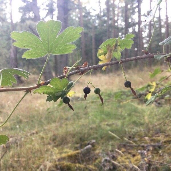 Spreading gooseberry (Ribes divaricatum)
