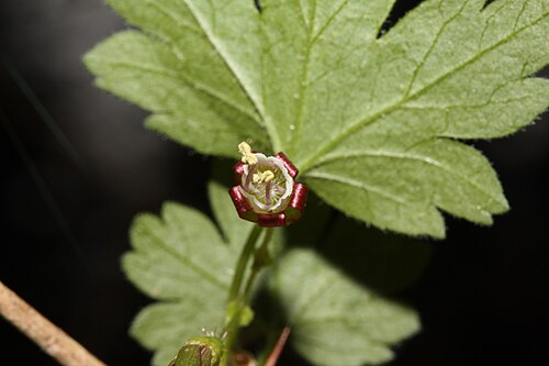 Spreading gooseberry: Spreading Gooseberry, Coast Black Gooseberry