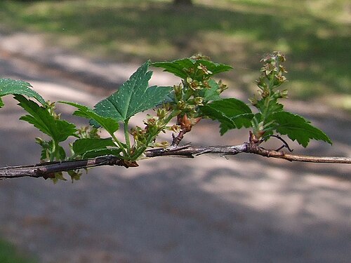Ribes glaciale: Ribes glaciale