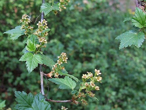 Ribes glaciale: Ribes_glaciale