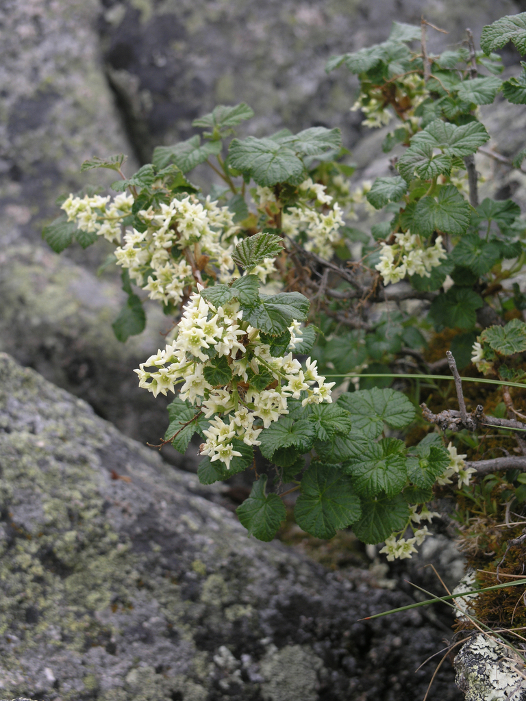 Ribes graveolens (Ribes graveolens)