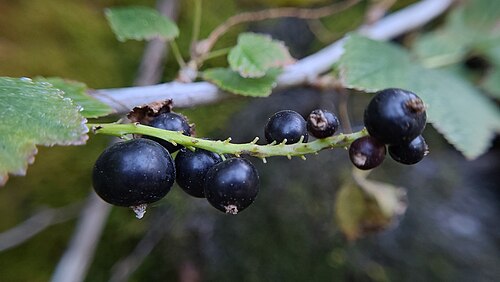 Northern black currant: Fruits of the plant species Ribes hudsonianum photographed in Salt Lake County, Utah, USA.