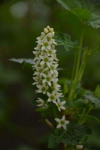 Northern black currant (Ribes hudsonianum)