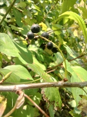 Northern black currant (Ribes hudsonianum)