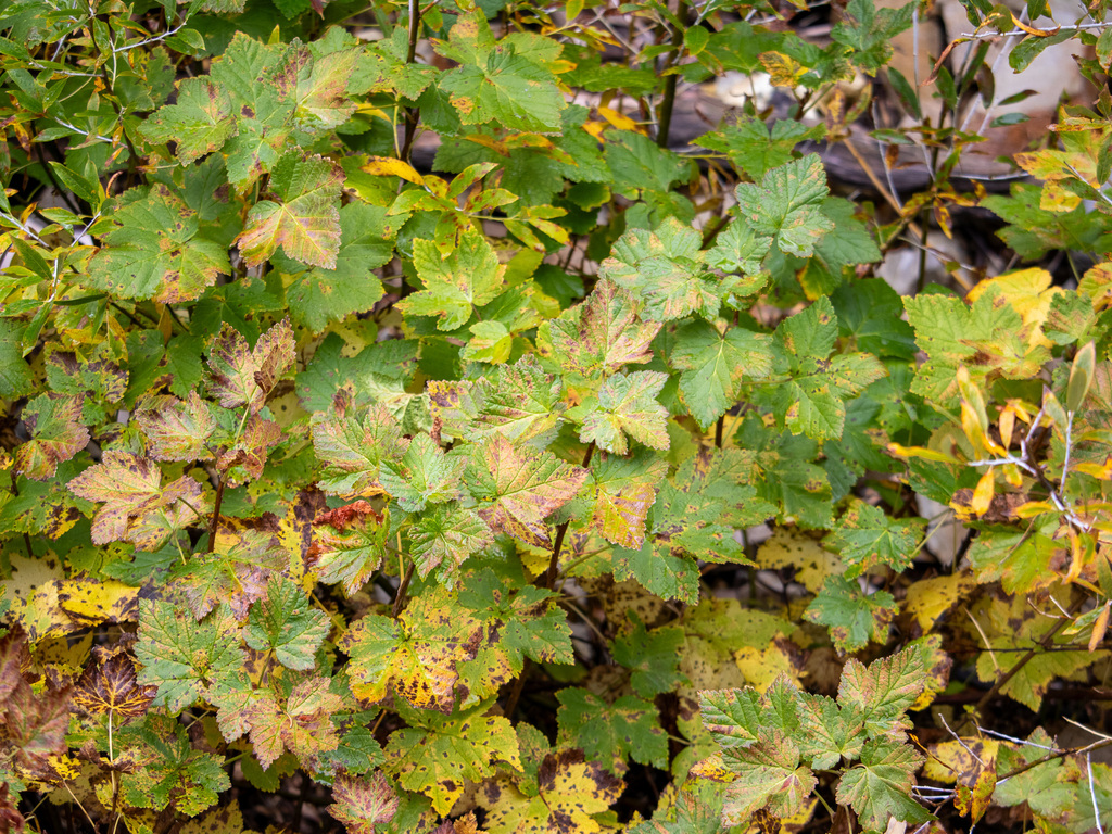 Northern black currant (Ribes hudsonianum)