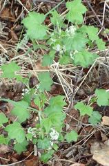 Northern black currant (Ribes hudsonianum)
