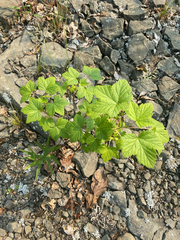 Northern black currant (Ribes hudsonianum)