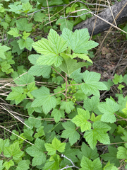 Northern black currant (Ribes hudsonianum)