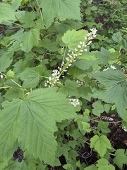 Northern black currant (Ribes hudsonianum)