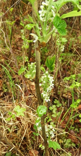 Northern black currant (Ribes hudsonianum)