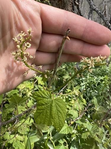Northern black currant (Ribes hudsonianum)
