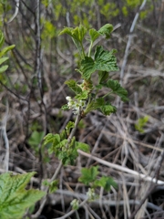 Northern black currant (Ribes hudsonianum)