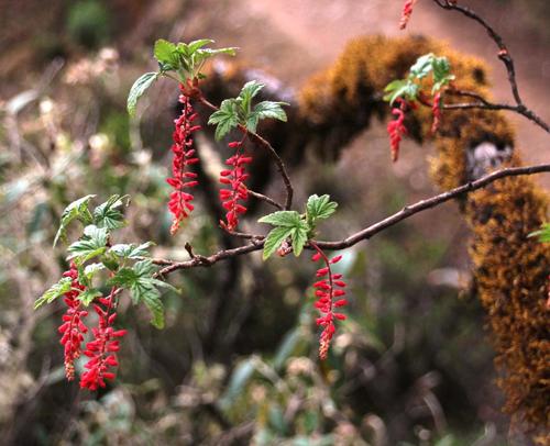 Ribes incarnatum (Ribes incarnatum)