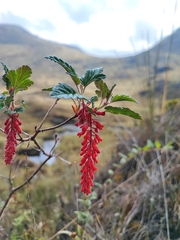 Ribes incarnatum (Ribes incarnatum)