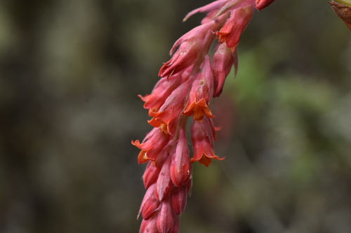 Ribes incarnatum (Ribes incarnatum)