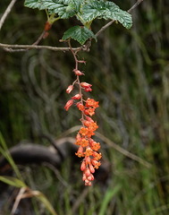 Ribes incarnatum (Ribes incarnatum)