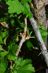 Whitestem gooseberry (Ribes inerme)