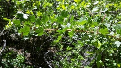 Whitestem gooseberry (Ribes inerme)