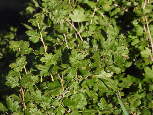 Whitestem gooseberry (Ribes inerme)