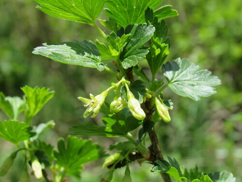 Whitestem gooseberry (Ribes inerme)