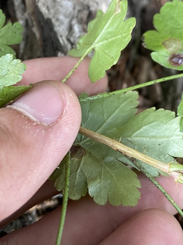 Whitestem gooseberry (Ribes inerme)