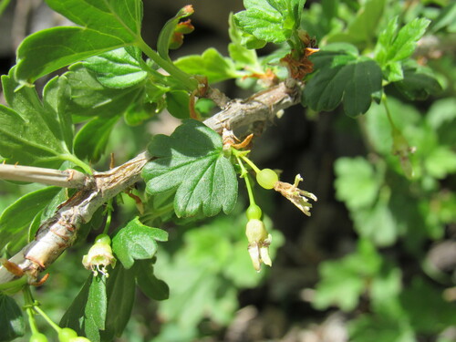 Whitestem gooseberry (Ribes inerme)