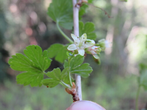 Whitestem gooseberry (Ribes inerme)