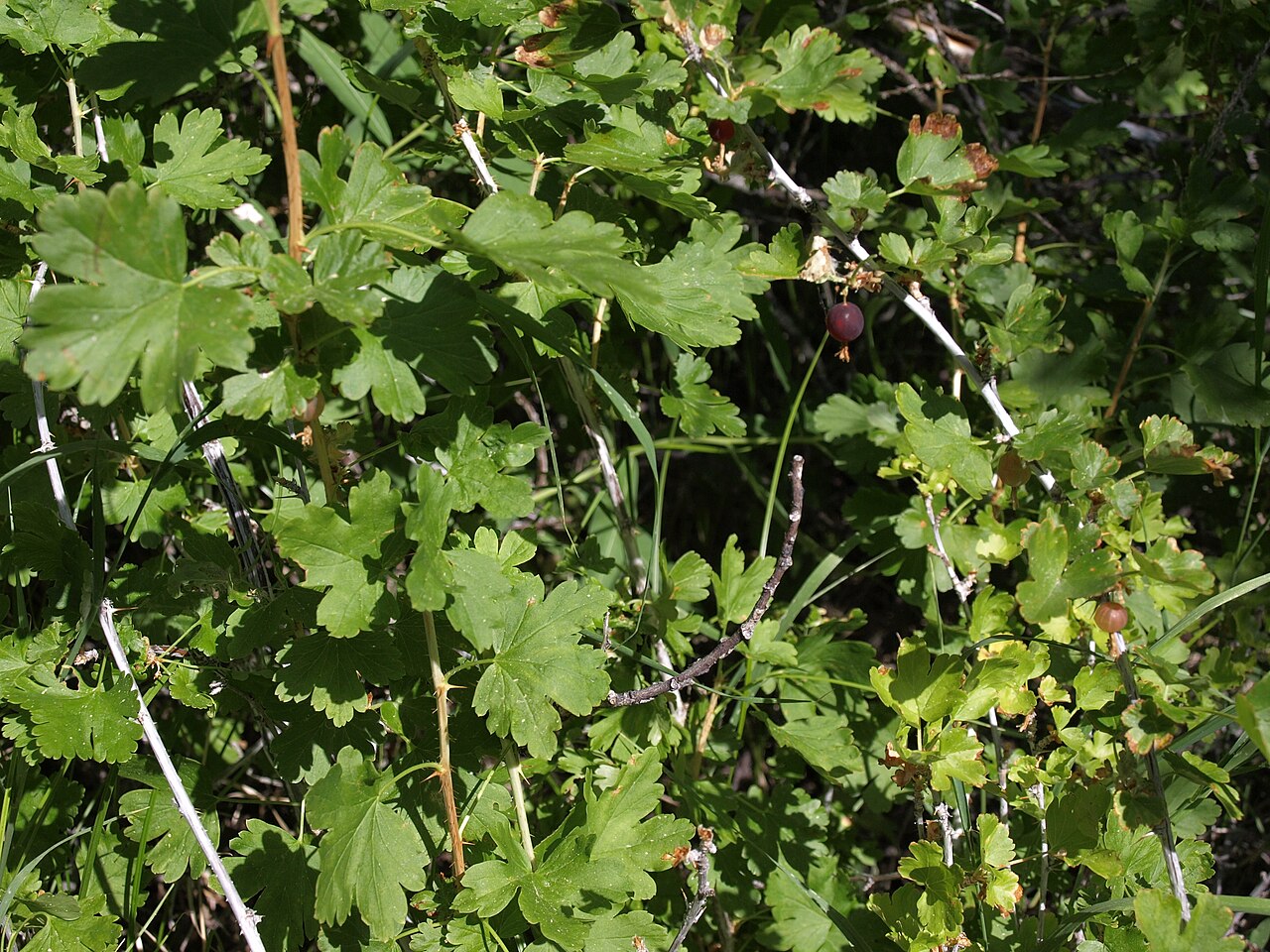 Whitestem gooseberry: whitestem gooseberry, Ribes inerme var. inerme, Nevada, White Mountains, Middle Creek, Fishlake Valley drainage, elevation 2839 m (9315 ft). Found in riparian a