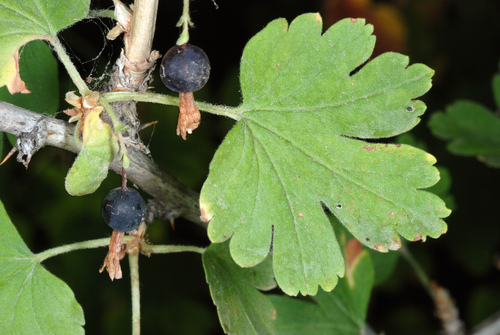 Whitestem gooseberry (Ribes inerme)