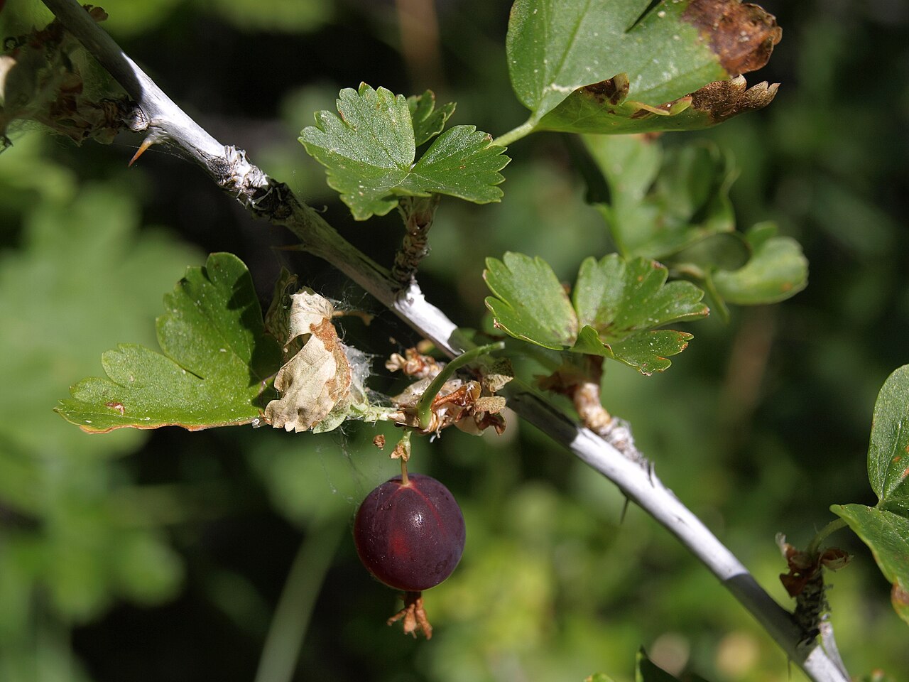 Whitestem gooseberry: whitestem gooseberry, Ribes inerme var. inerme, Nevada, White Mountains, Middle Creek, Fishlake Valley drainage, elevation 2839 m (9315 ft). Found in riparian a
