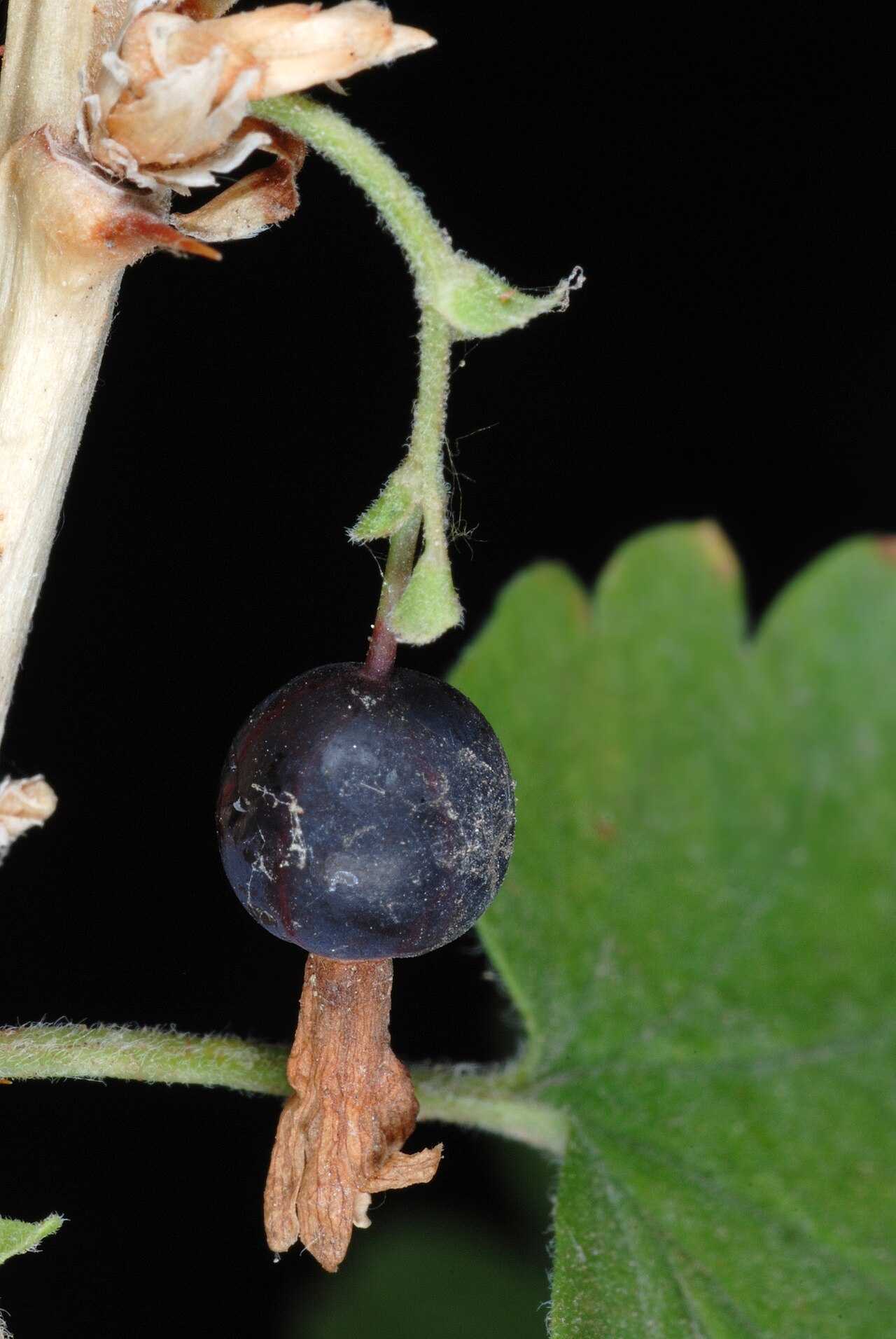 Whitestem gooseberry: Ribes inerme var. inerme