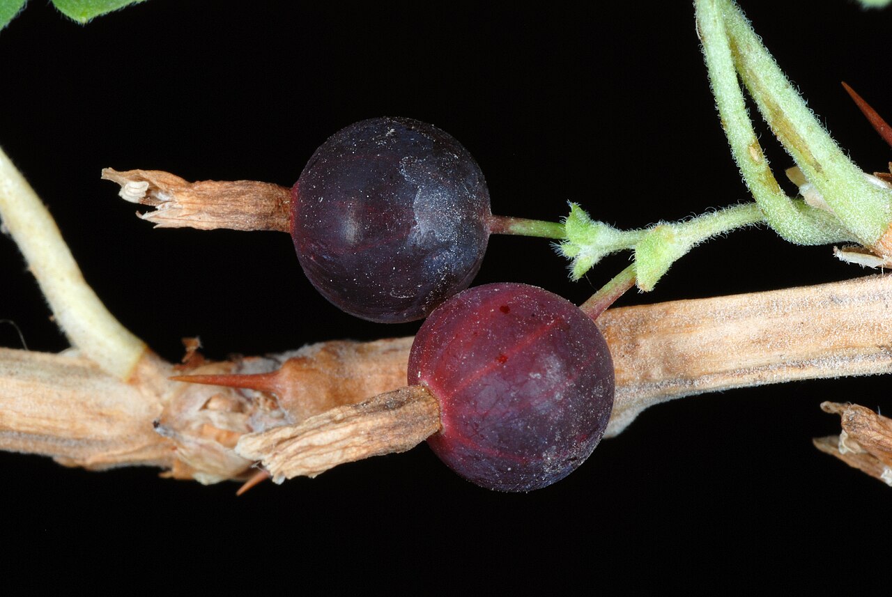 Whitestem gooseberry: Ribes inerme var. inerme