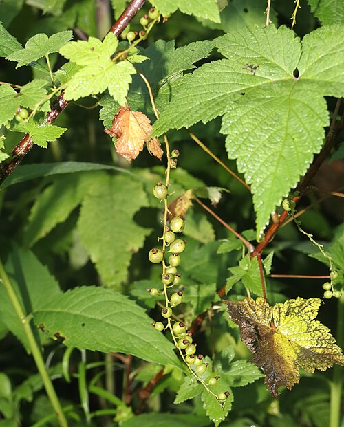Ribes japonicum: Ribes japonicum in Mount Ontake, Takayama, Gifu Prefecture, Japan.